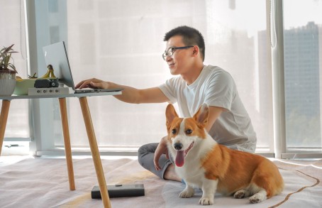 带宠物回农村担心宠物走丢怎么办？