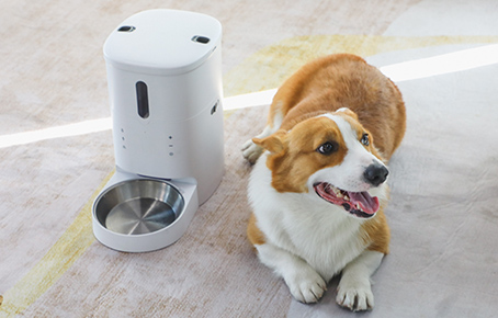 小型犬如何挑选狗粮？狗狗养护知识