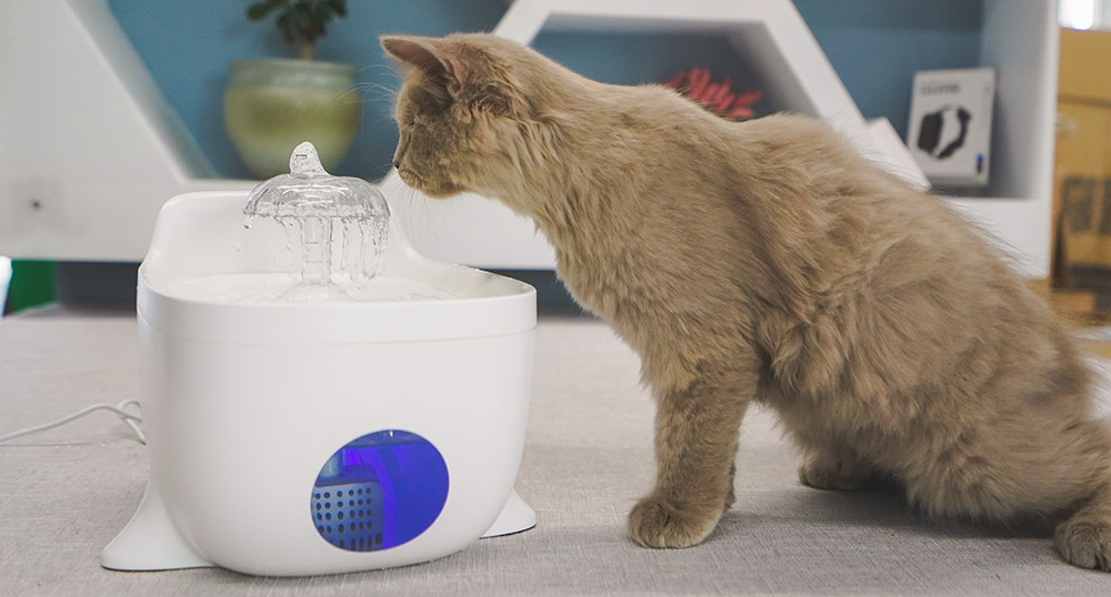 猫猫狗狗饮水机
