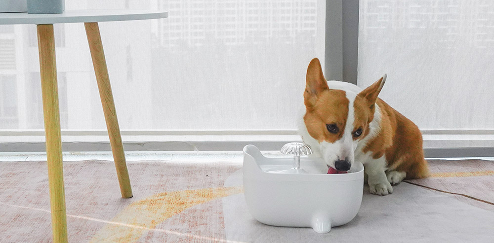 小狗饮水机